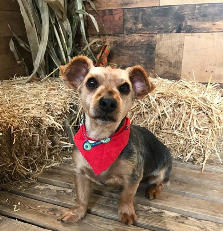 Yorkie Russell sitting on the wooden floor in front of the bales of hay