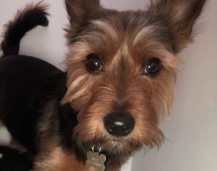 Yorkie Russell standing on the floor with its adorable face