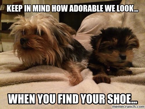 two Yorkies lying on the bed in their stomach photo with text - Keep in mind how adorable we look.. when you find your shoe.