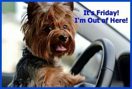 Yorkie leaning against the steering wheel photo with text - It's friday! I'm out of here!