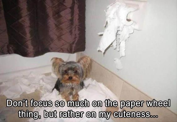 Yorkie sitting on the bathroom with pieces of tissue paper on the floor and torn tissue paper roll on the wall photo with text - Don't focus so much on the paper wheel thing, but rather on my cuteness...
