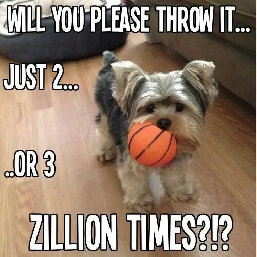Yorkie standing on the floor with a ball in its mouth photo with text - Will you please throw it.. just 2 or 3 zillion times?