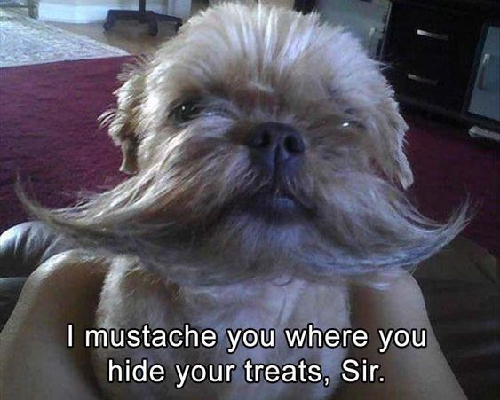 Yorkie with a funny mustache photo with text - I mustache you where you hide your treats, Sir.