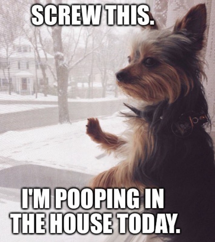 Yorkie standing up leaning by the window glass while looking outside during winter photo with text - Screw this. I'm pooping in the house today.