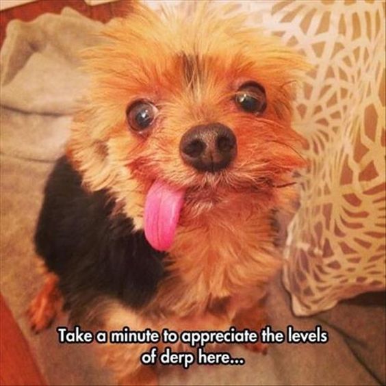 Yorkie sitting on the couch while its tongue hanging out from the side of its mouth photo with text -Take a minute to appreciate the levels of derp here...