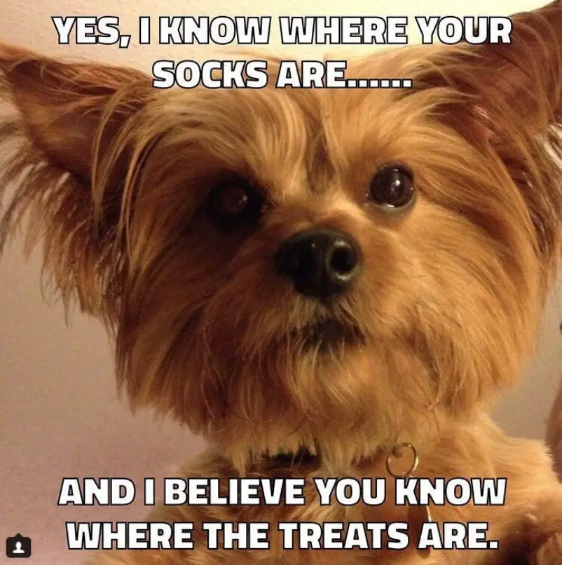 photo of a Yorkie's adorable face with text - Yes, I know where your socks are... and I believe you know where the treats are...