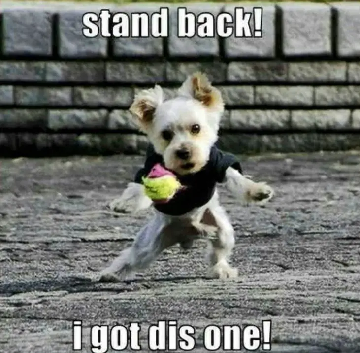 Yorkie wearing a black shirt while running towards the ball photo with text - Stand back! I got this one!