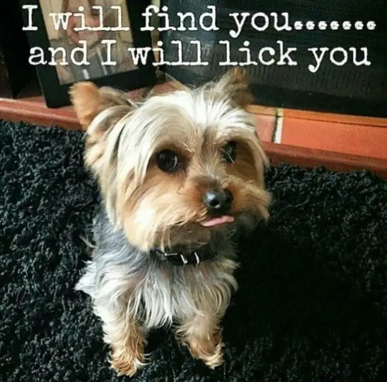 Yorkie sitting on the carpet while sticking its tongue out photo with text - I will find you... and I will lick you