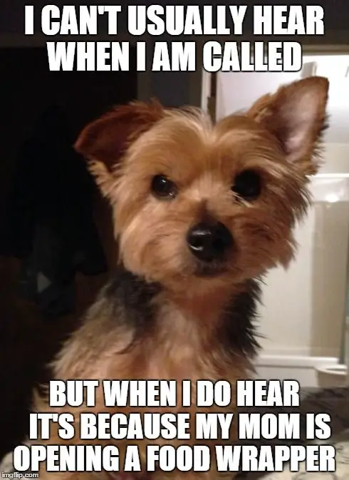 Yorkie sitting on the floor with its one ear up photo with text - I can't usually hear when I am called but when I do hear, it's because my mom is opening a food wrapper