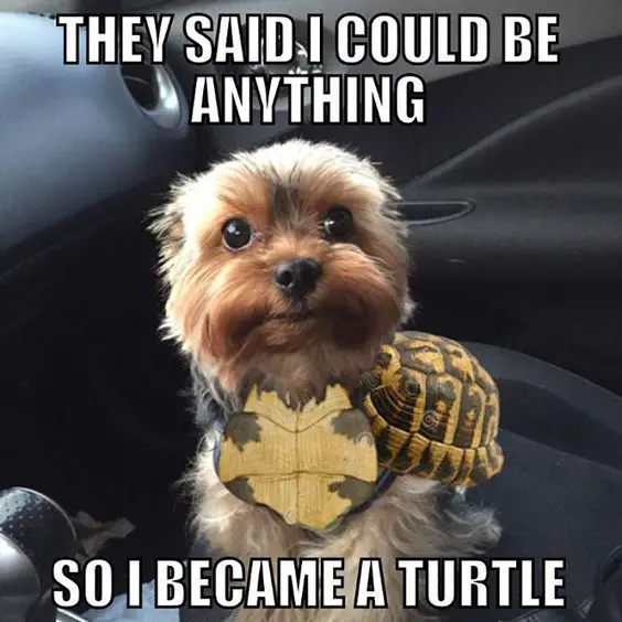 Yorkie in its turtle costume while sitting on the passenger seat photo with text - They said I could be anything, So I became a turtle