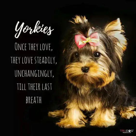 yorkie sitting with a black isolated background and a quote 