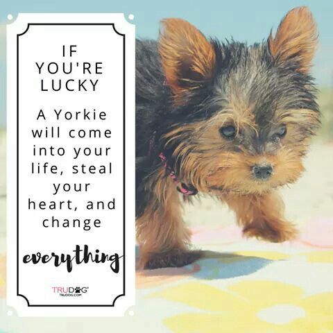 yorkie taking a walk picture with a quote 