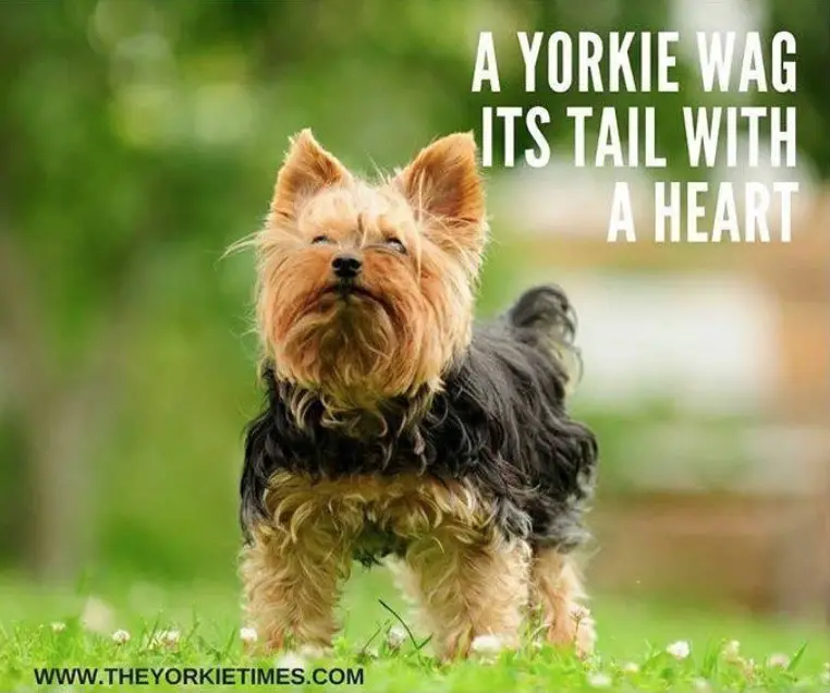 yorkie taking a walk in the park picture and a quote 