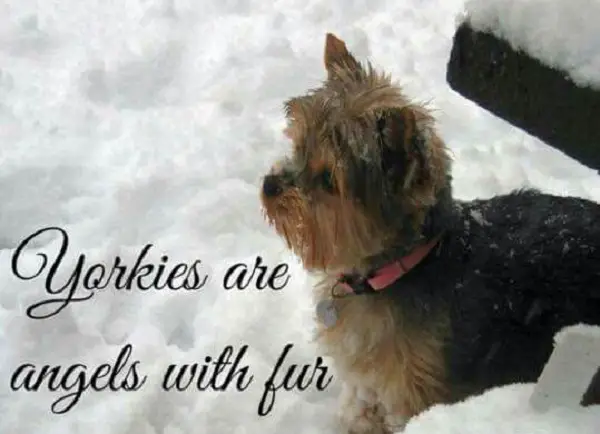 yokie in snow with a quote 