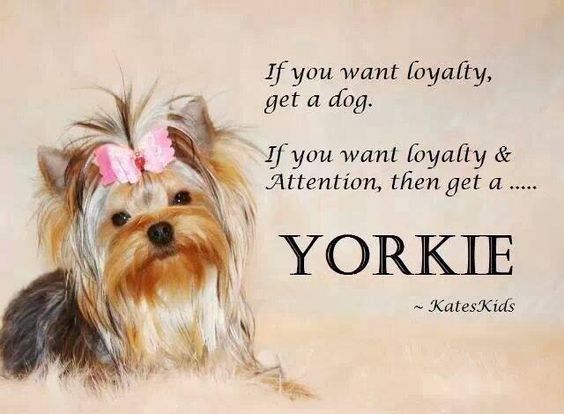 cute yorkie wearing a cute oink ribbon hair tie on top of its head picture and a quote 
