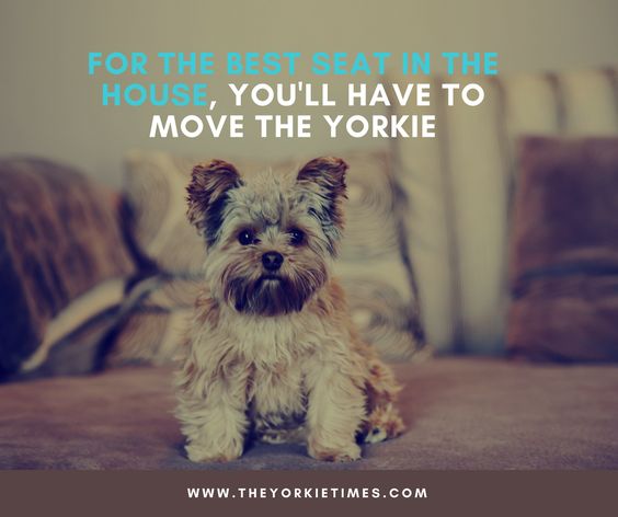 a sitting yorkie with picture with a a quote 