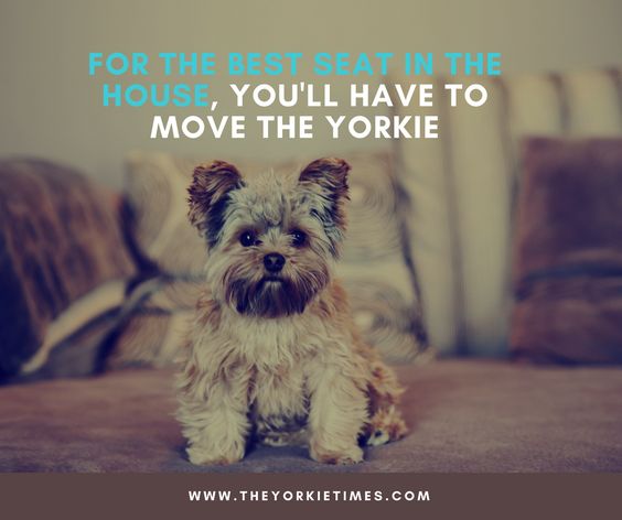 funny yorkie sayings