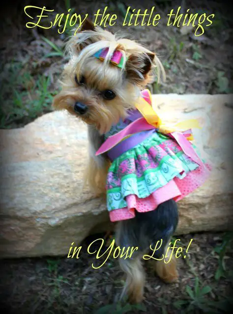 Yorkie in a cute dress picture with quote 