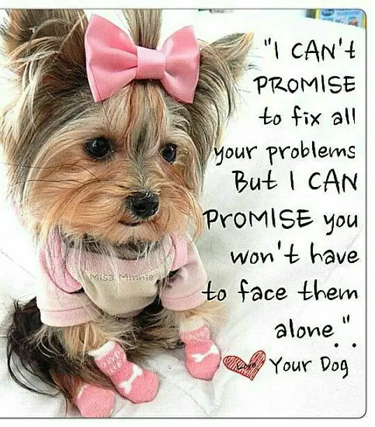 yorkie sitting on the bed wearing a cute pink shirt, socks and a pink ribbon hair tie picture and a quote 