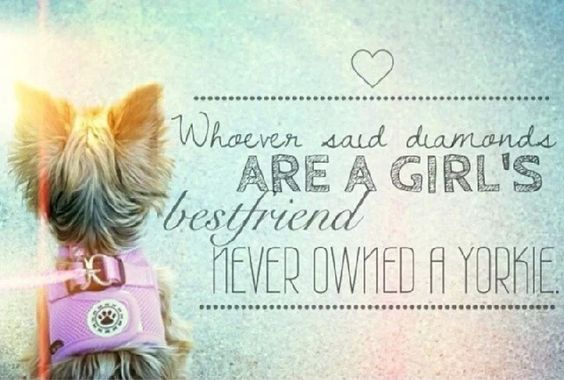 Yorkie quote 