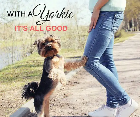 a yorkie standing with its paws in its owners lap picture and a quote 
