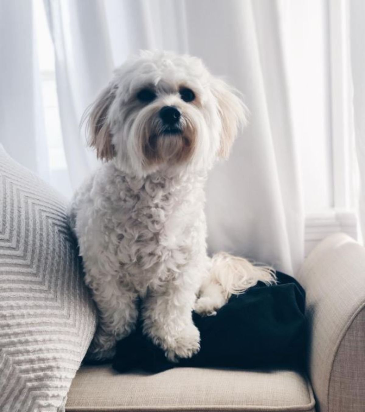 white maltipoo dog sitting on the couch