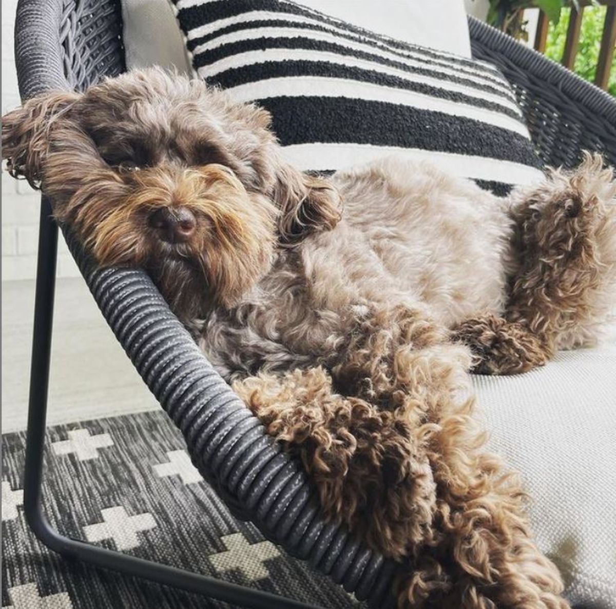 tan Schnauzerdoodle sleeping on the chair in the balcony