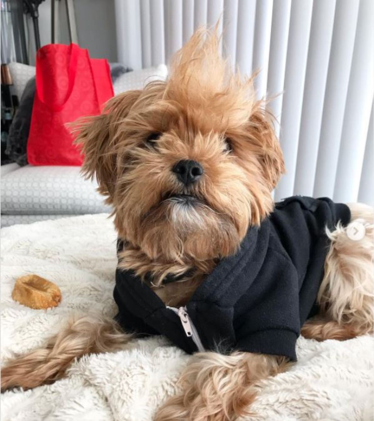 Shorkie Tzu wearing a black shirt while lying on the bed