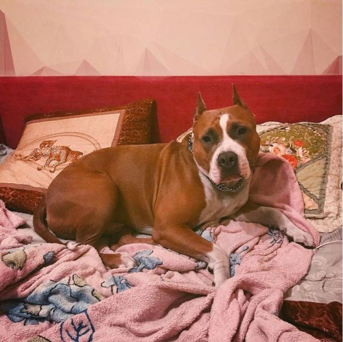 American Staffordshire Terrier lying on the bed