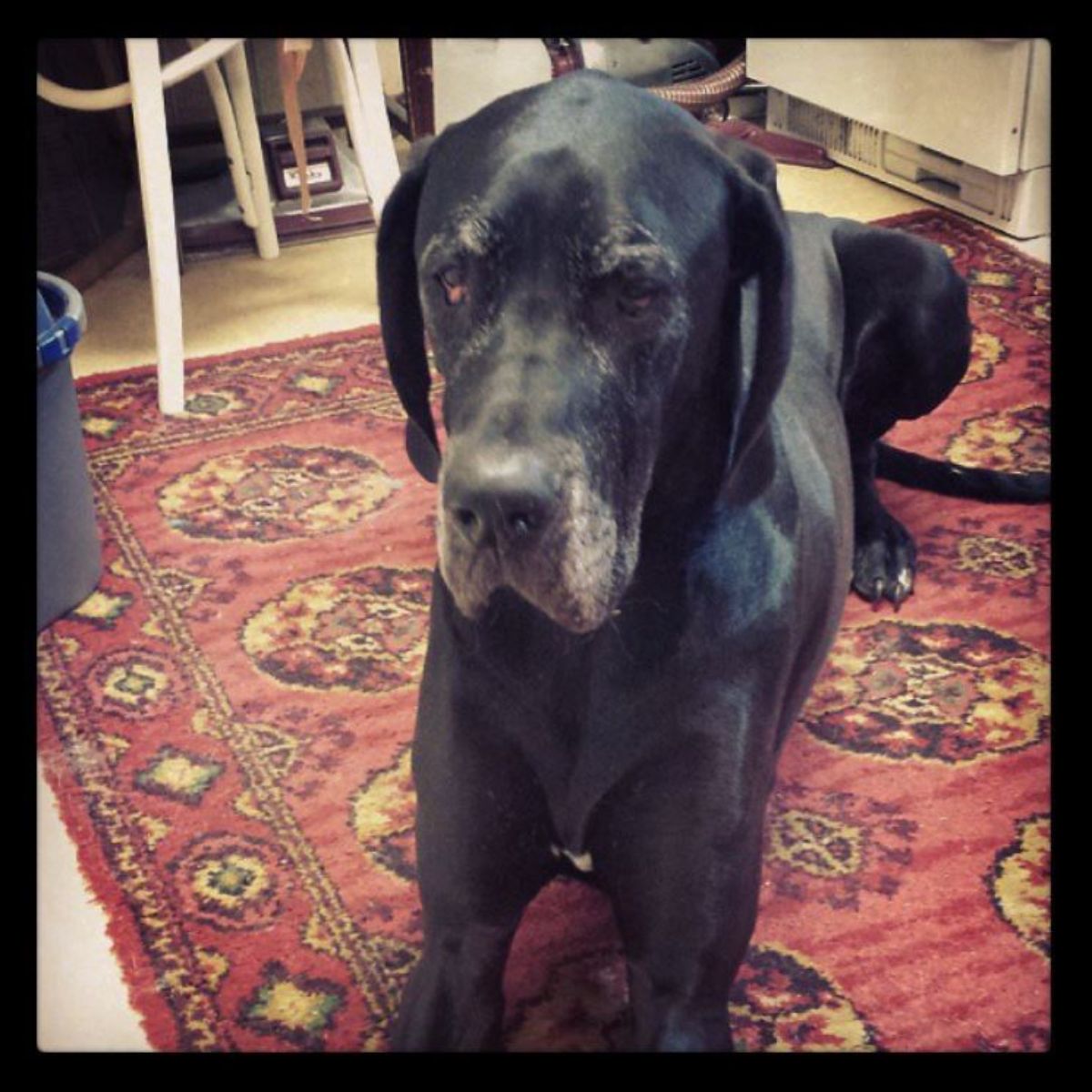 black great dane lying on the carpet with its sad face