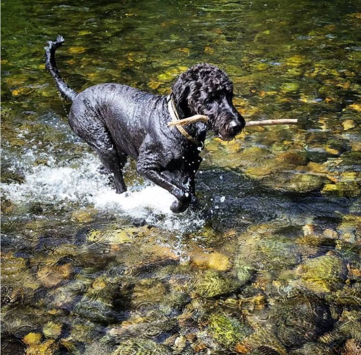 black Labradoodle fetching a stick in the river