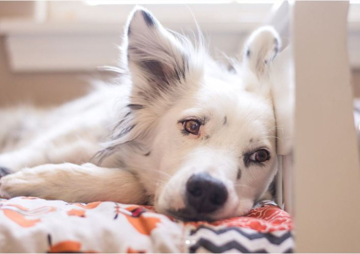 Border Collie lying on the bed