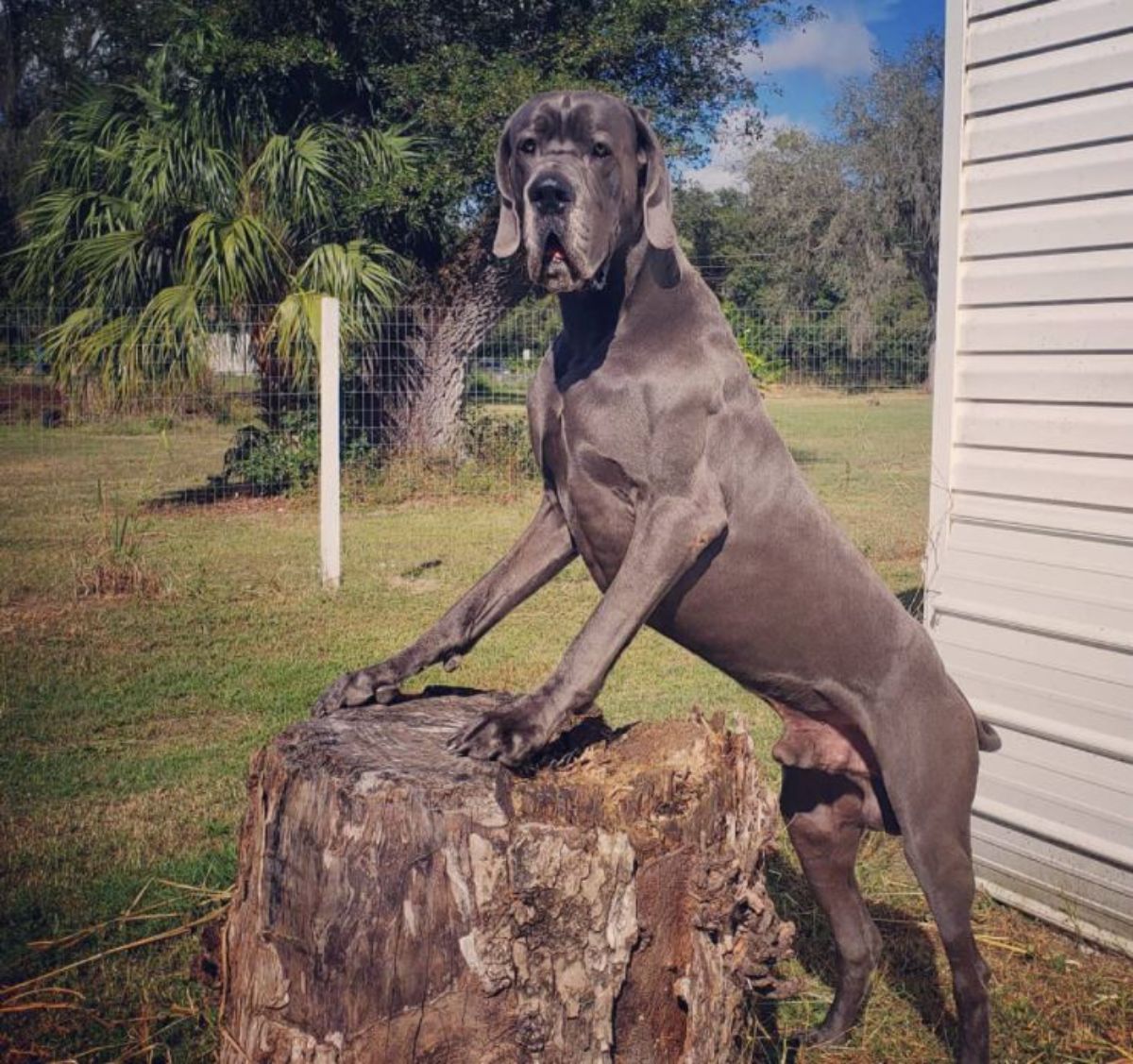 Blue great dane dog standing while its hands are on top of a tree trunk