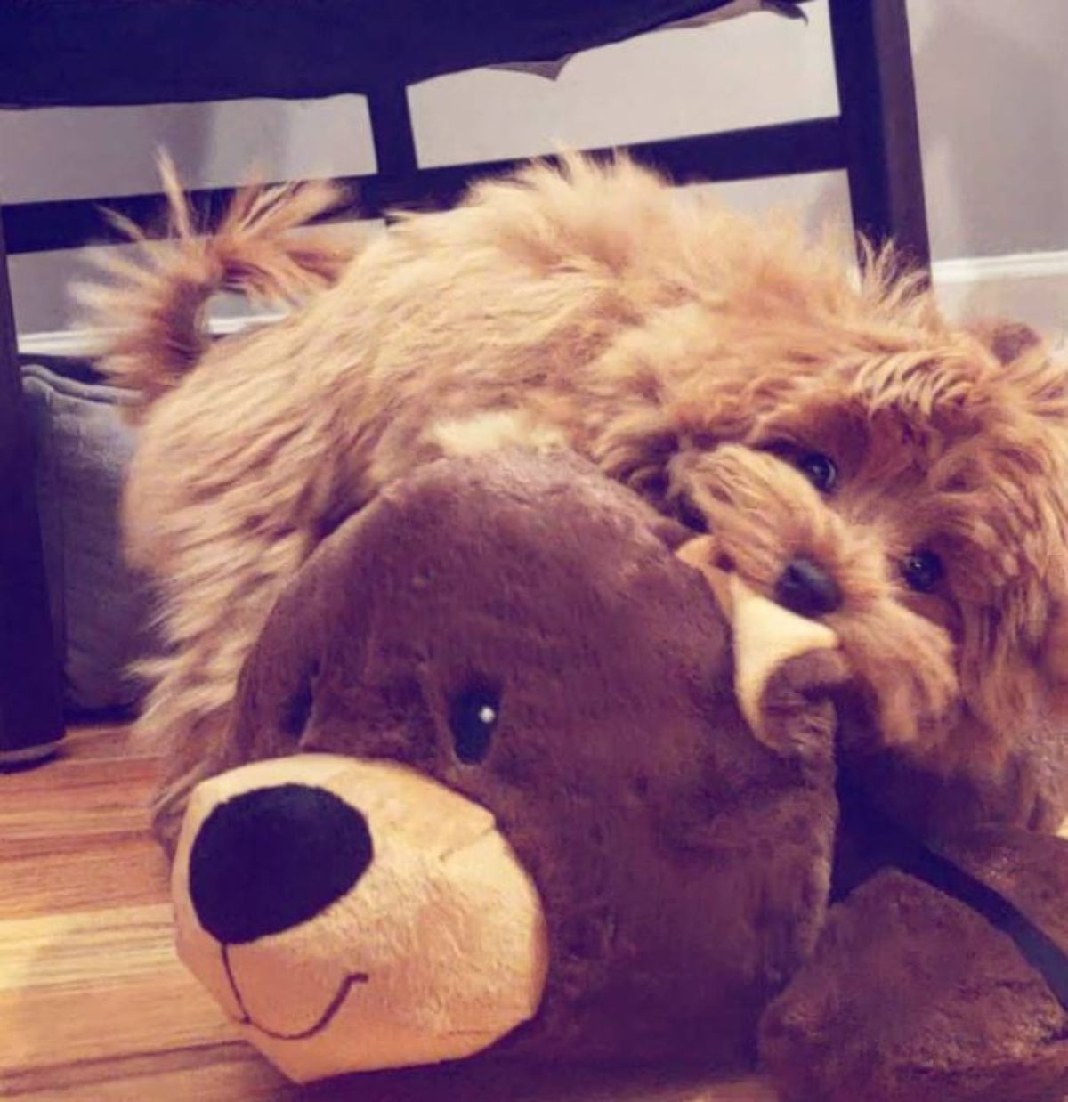 maltipoo dog biting the ears of its teddy bear stuffed toy