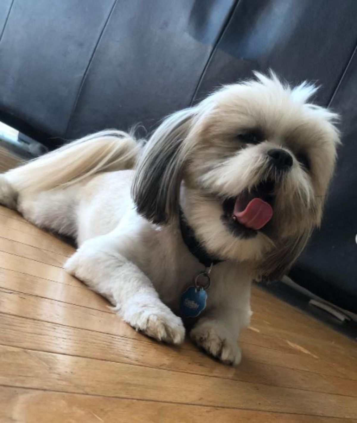 Shorkie Tzu yawning while lying on the floor