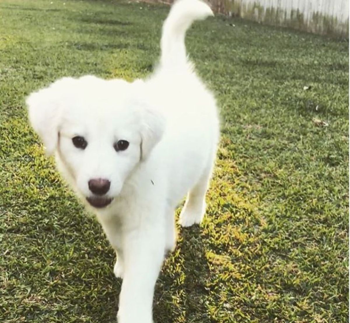 white Border Collie puppy taking a walk in the green grass