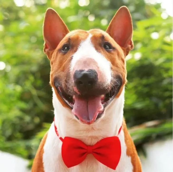 These 30 Miniature Bull Terriers Will Melt Your Heart - The Paws