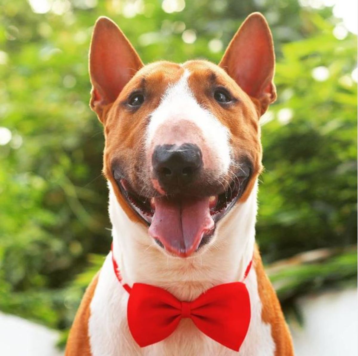 miniature bull terrier with brown and white coat wearing a red ribbon necktie