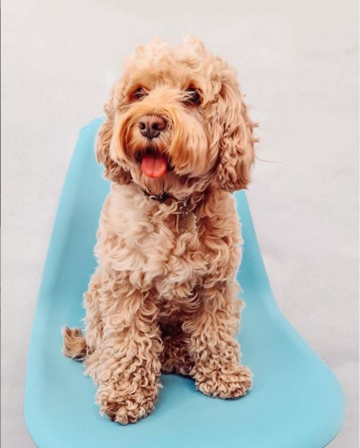 sitting cockerdoodle while it's tongue is sticking out in the blue aesthetic on the chair