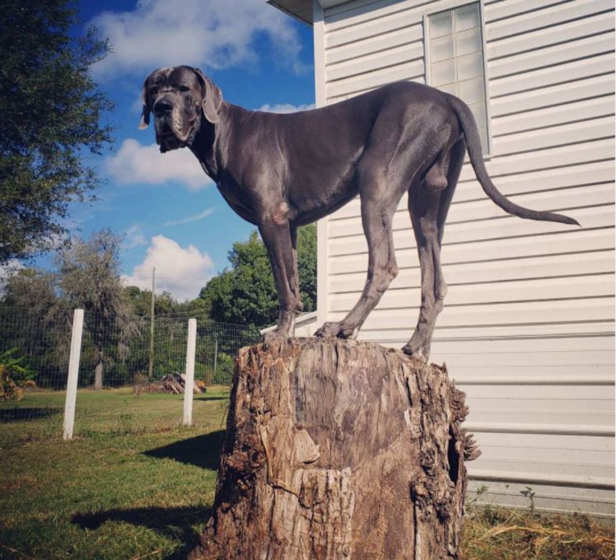 Blue great dane dog on top of a tree trunk