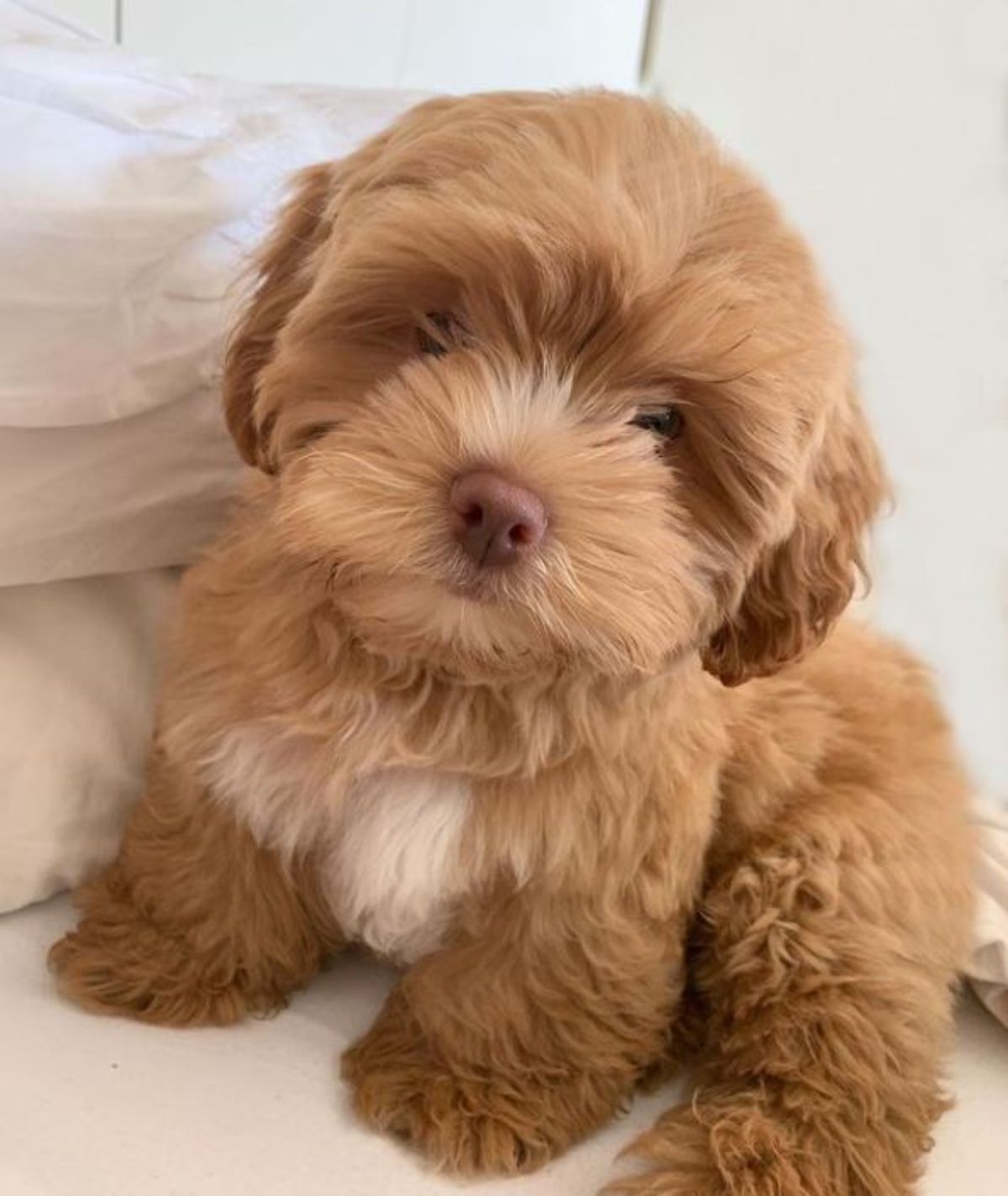 cute gold shihpoo puppy sitting like a model