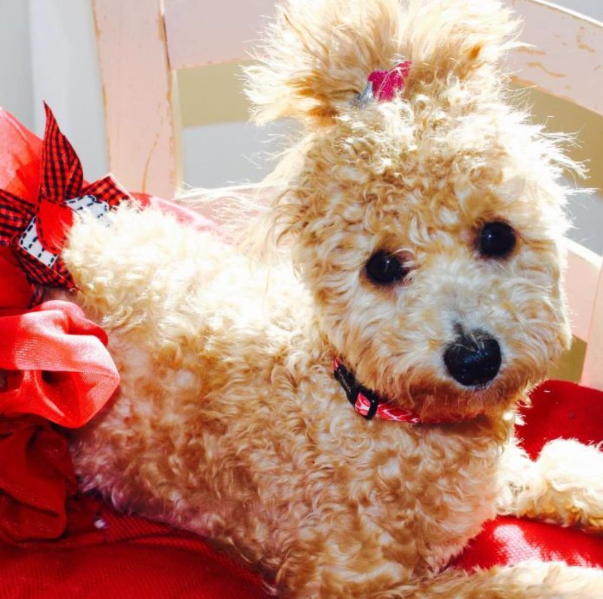 cute maltipoo with cute silky curly hair and pony tail