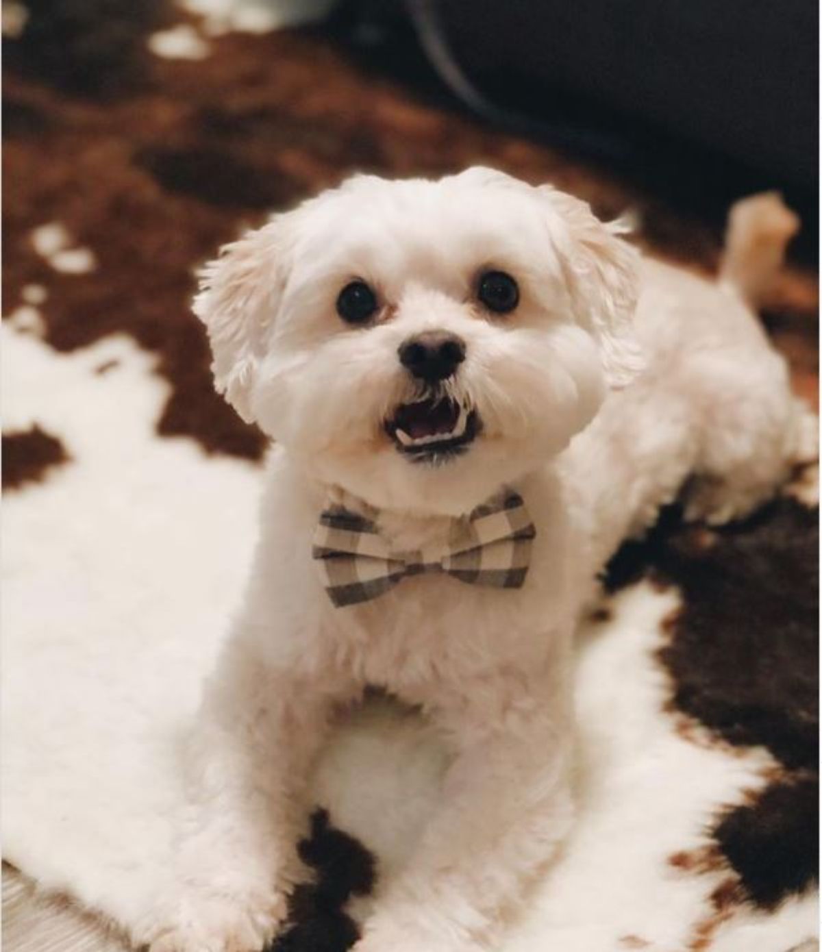 White shihdoodle puppy with a ribbon necktie lying on the floor
