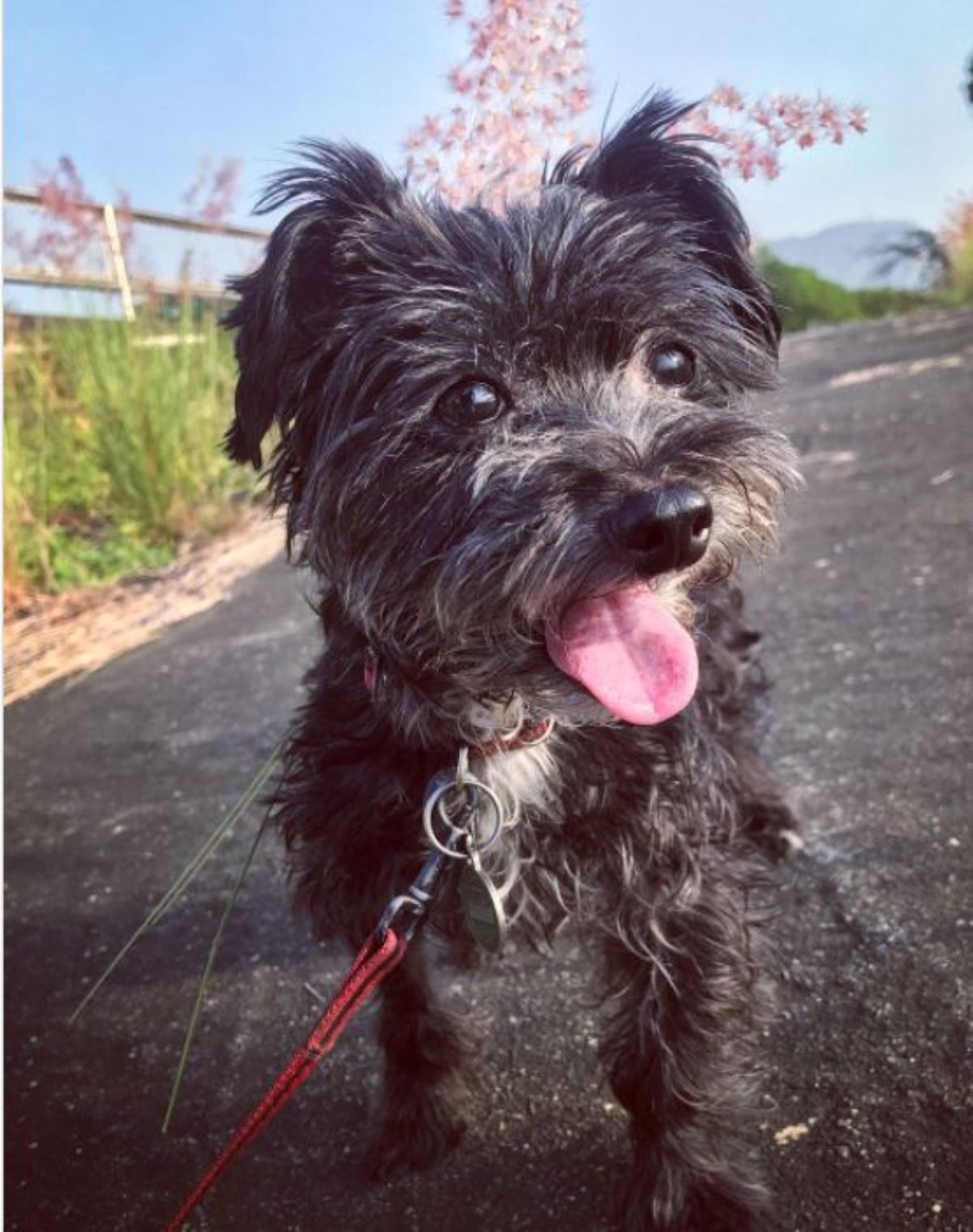 happy black yorkiepoo talking a walk at the park