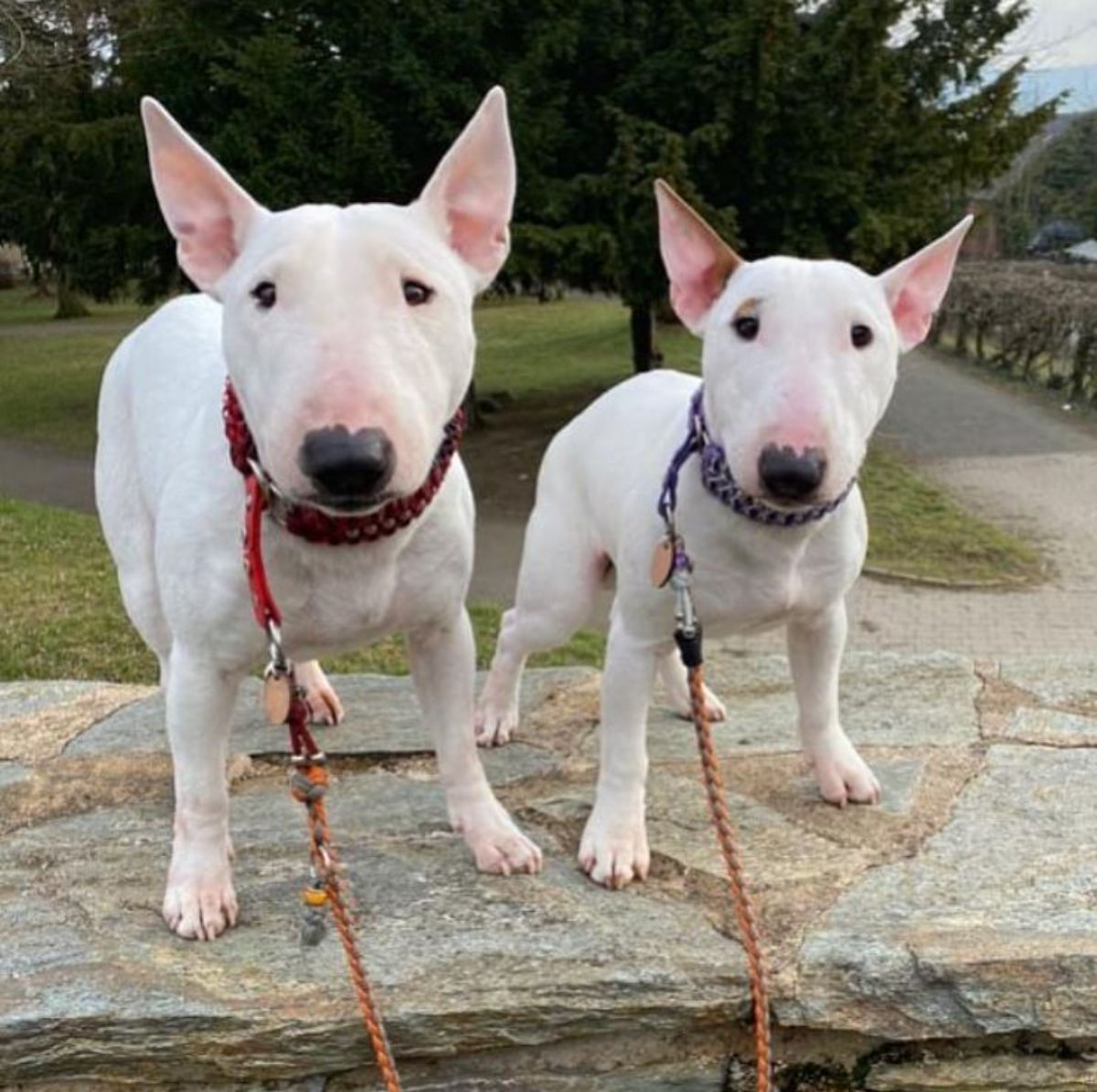 two white miniature bull terrier with blacl heart shaped pattern on nose