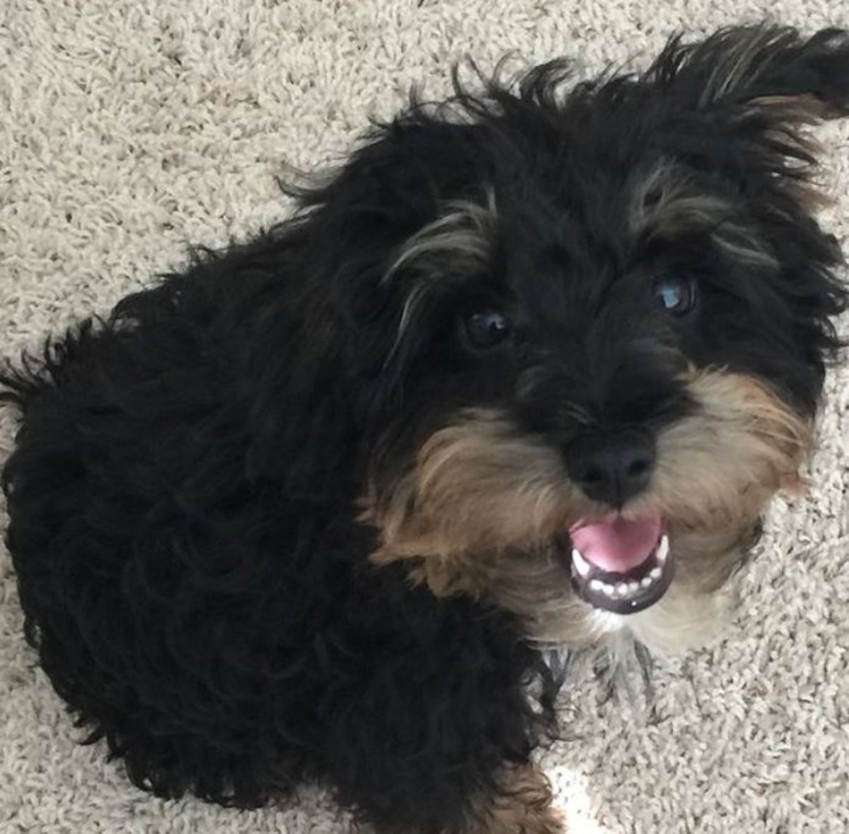 happy black and tan Schnauzerdoodle sitting on the carpet