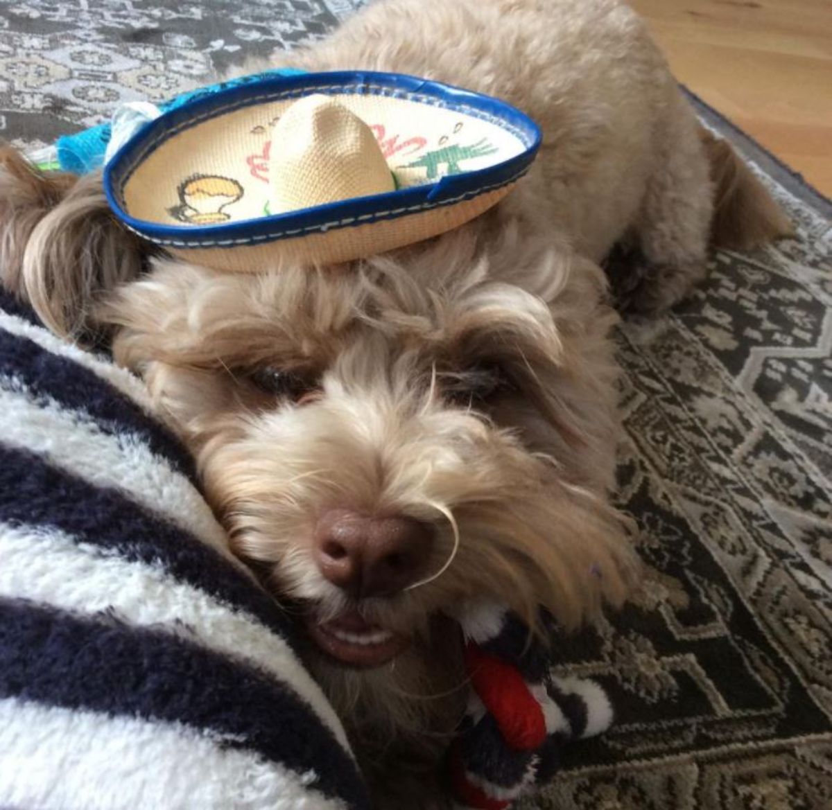 sleepy brown shih poo dog resting on a carpet