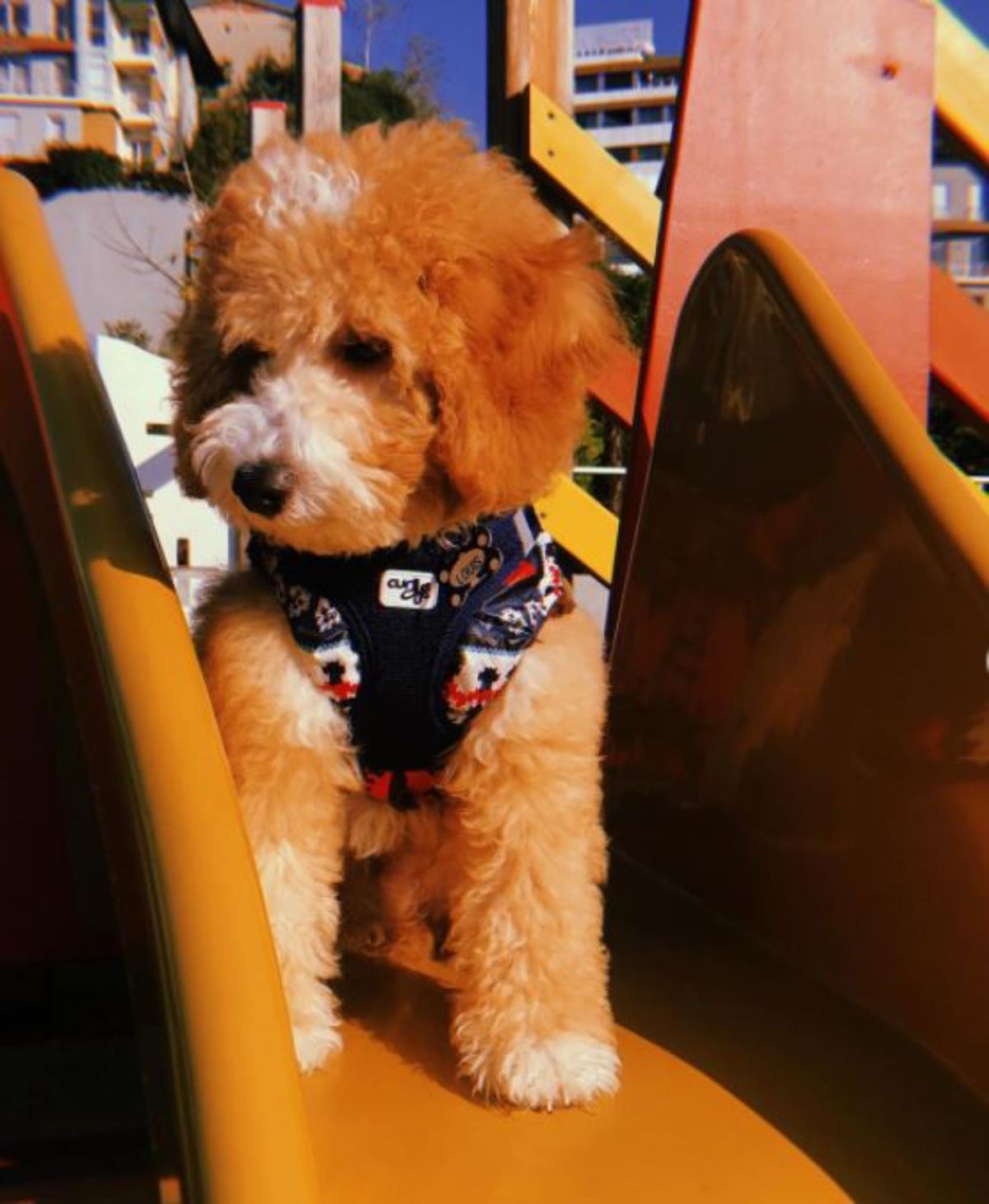 maltipoo standing on the slide at the playground