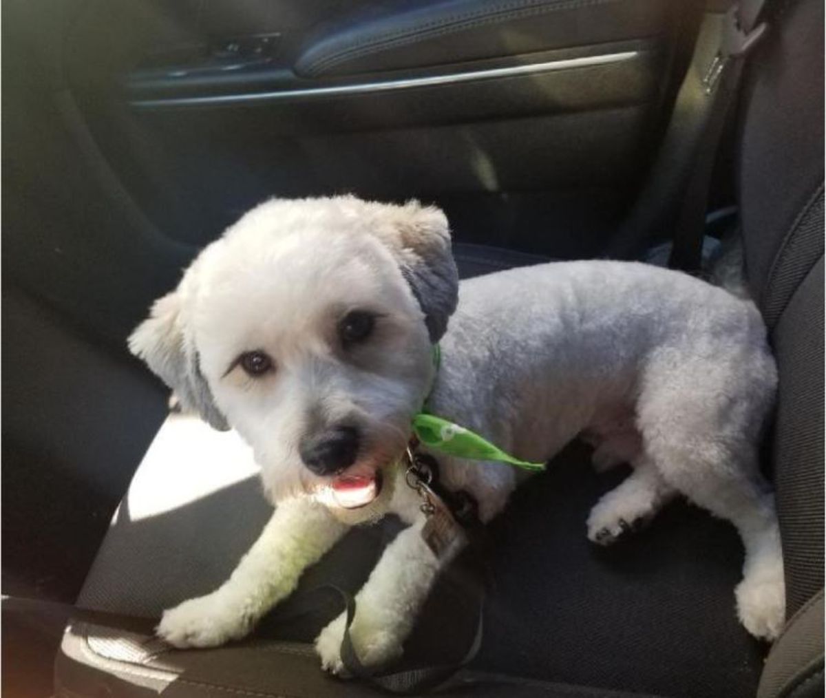 white shihpoo sitting in the car