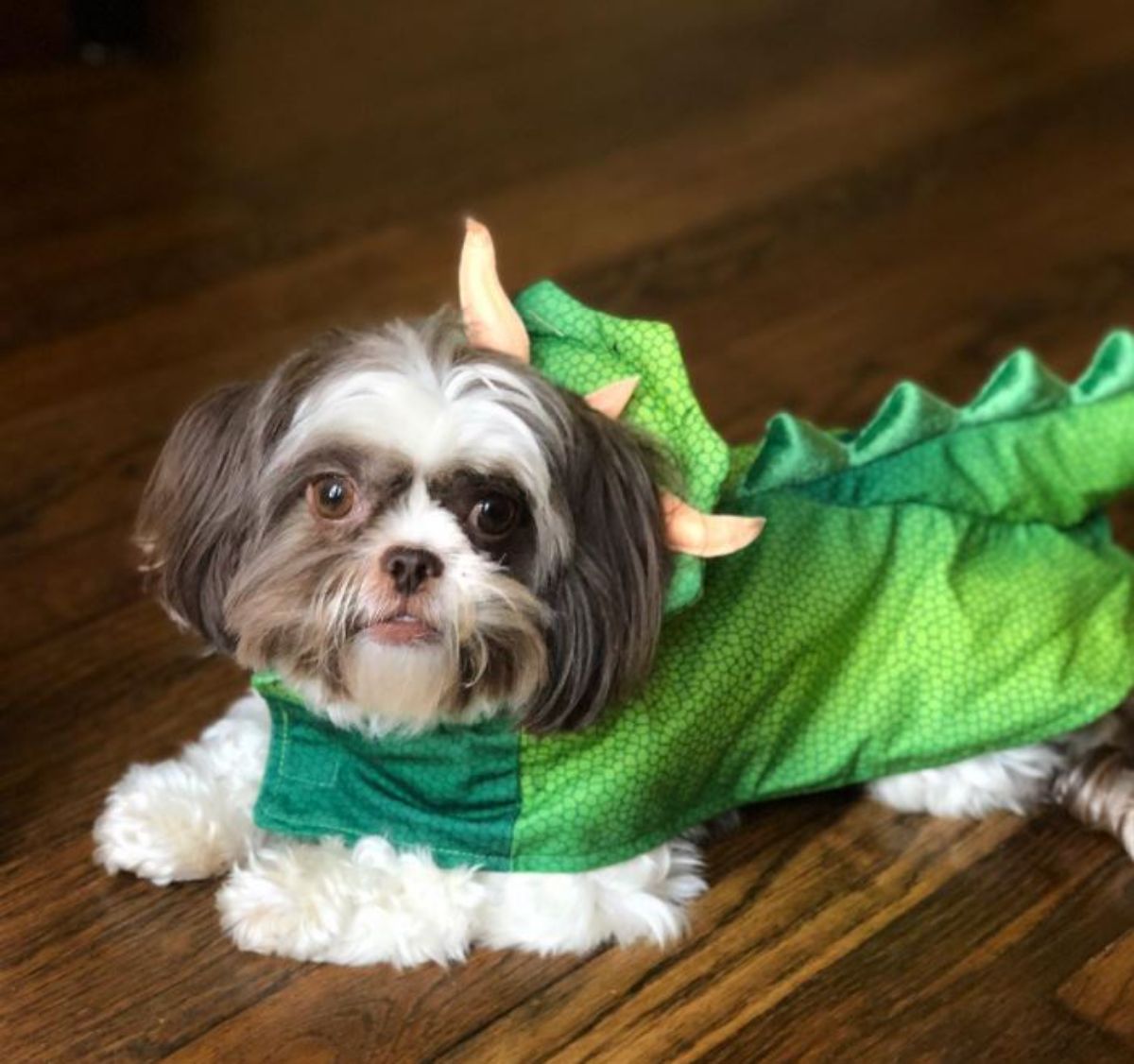 Shorkie Tzu in a dinosaur costume while lying on the floor